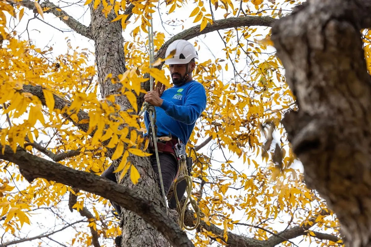 Skilled Storm Damage Cleanup crew working in Stonington