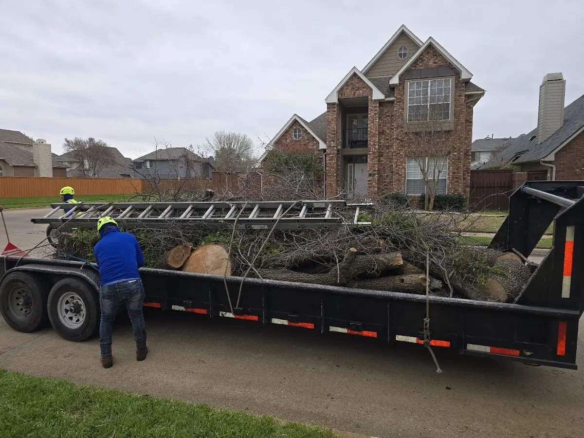Expert Tree Pest Control with proper safety equipment in Stonington